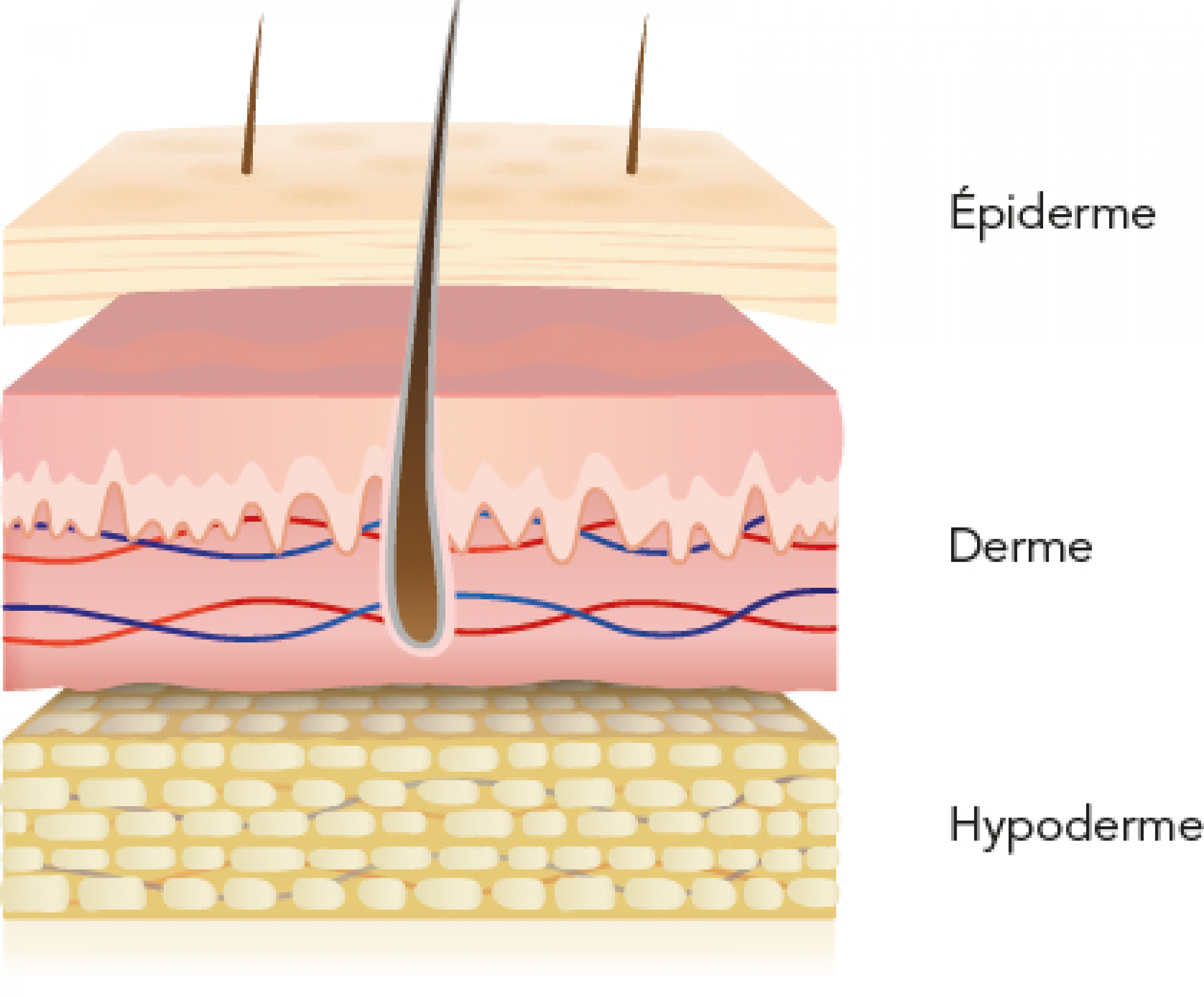 schéma-peau-epiderme-derme-hypoderme